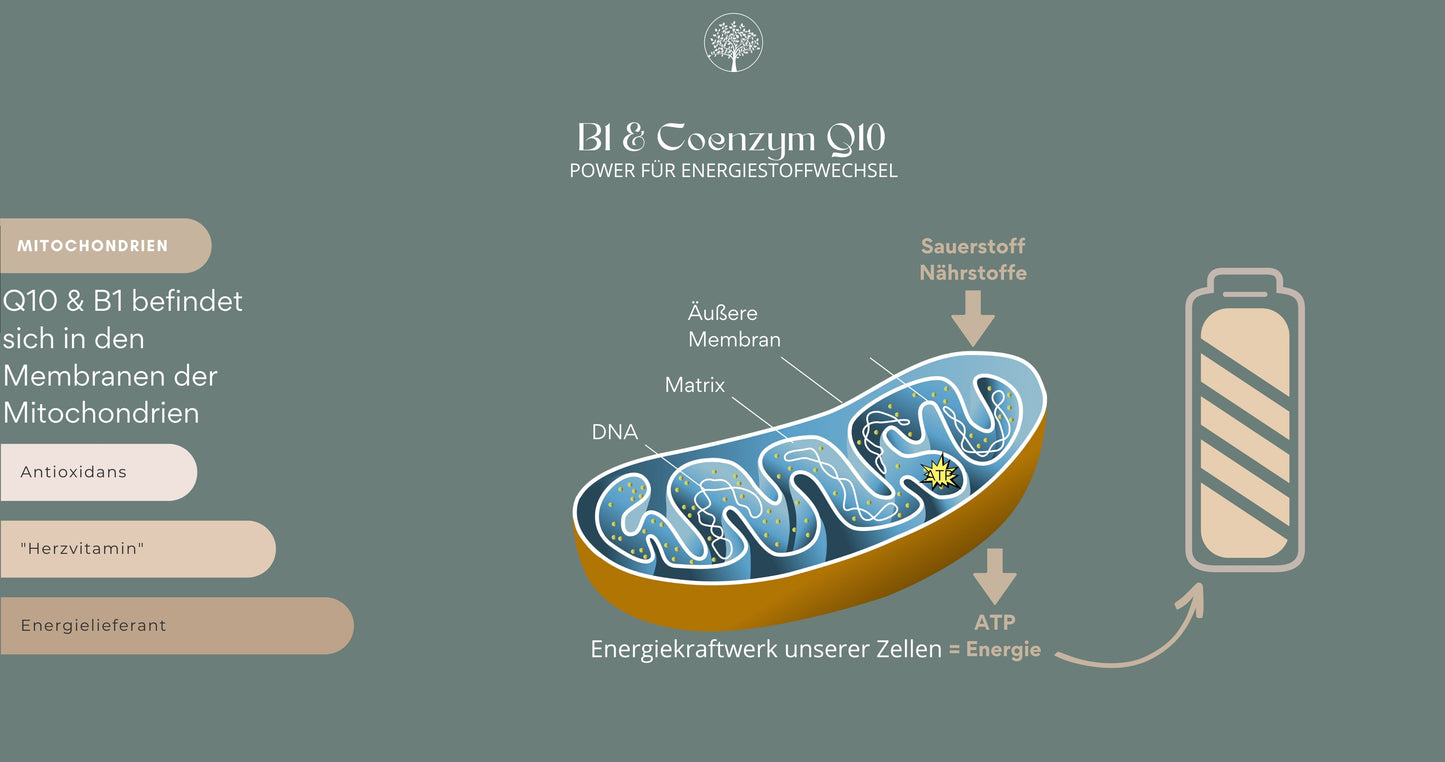 VITAMIN B1 MIT KANEKA UBIQUINOL® COENZYM Q10 - Power für Energiestoffwechsel