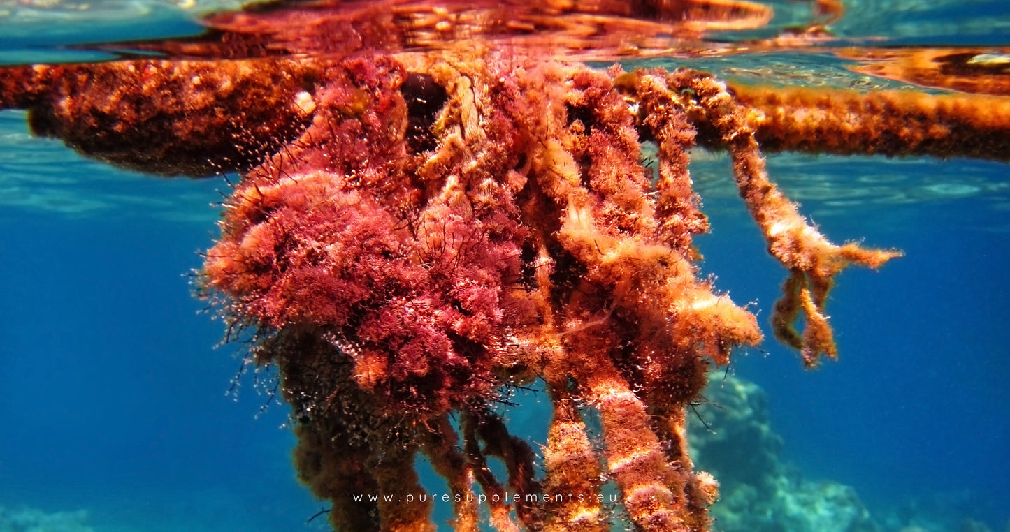 Astaxanthin Komplex: Jungbrunnen & Schönheit