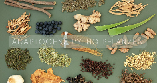 ADAPTOGENE-PYTHOTHERAPIE: LEBENSENERGIE & BALANCE
